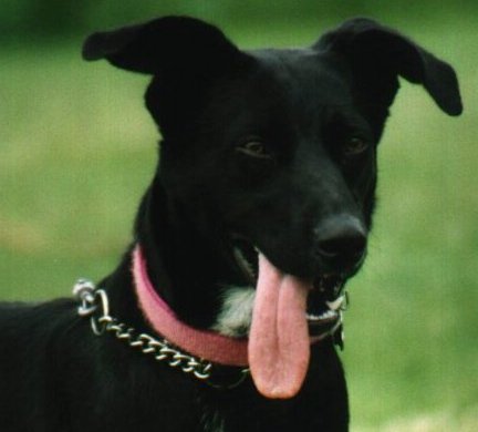 sheba